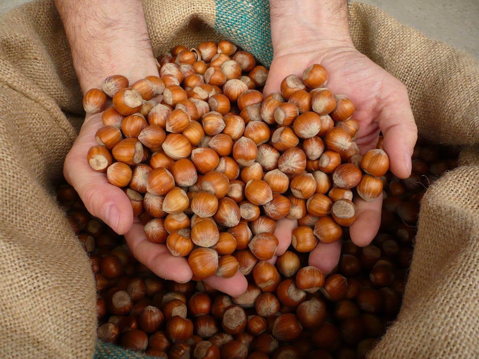 Freshly picked Tonda Gentile hazelnuts, in your hands